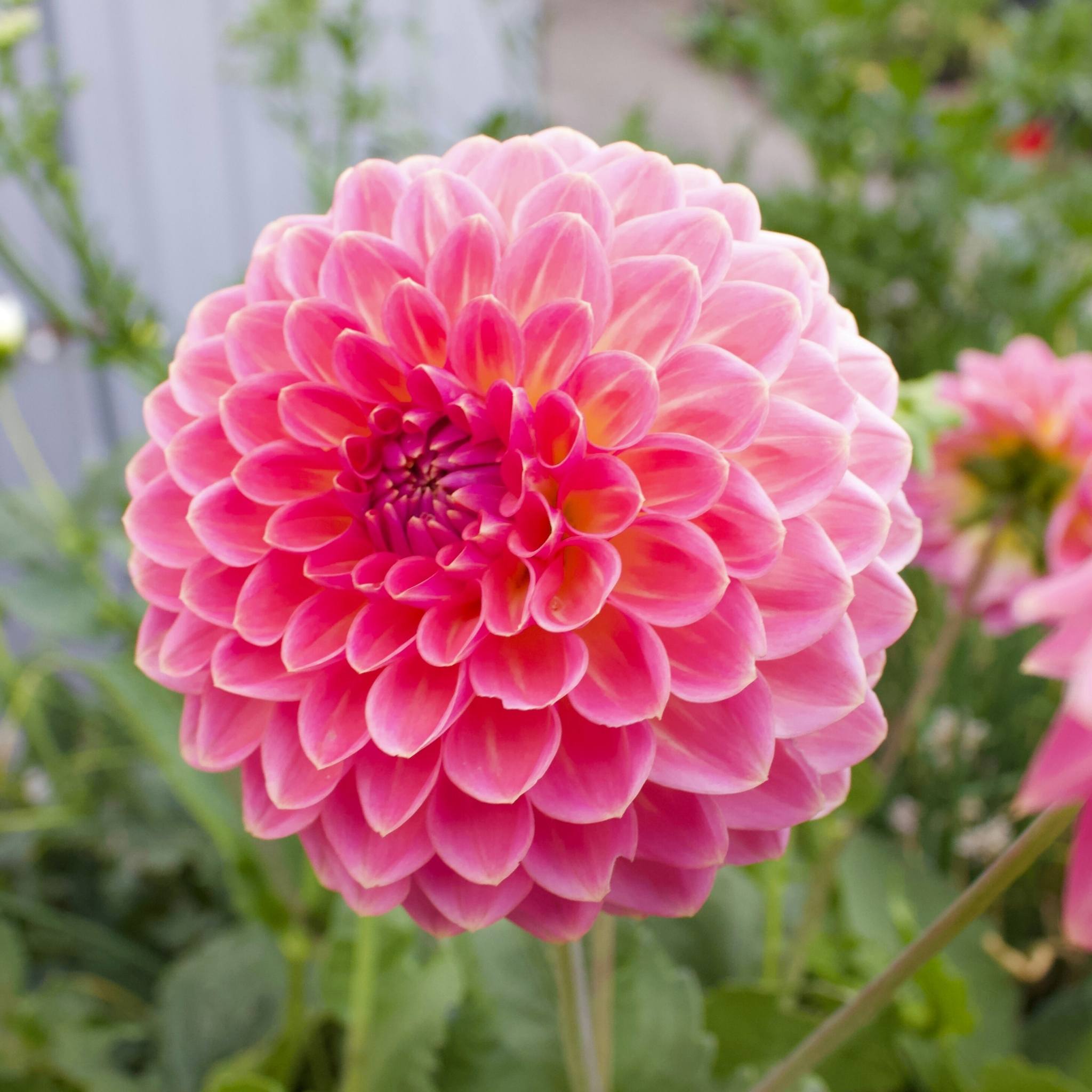 Pink Suffusion – Mount Mera Botanical