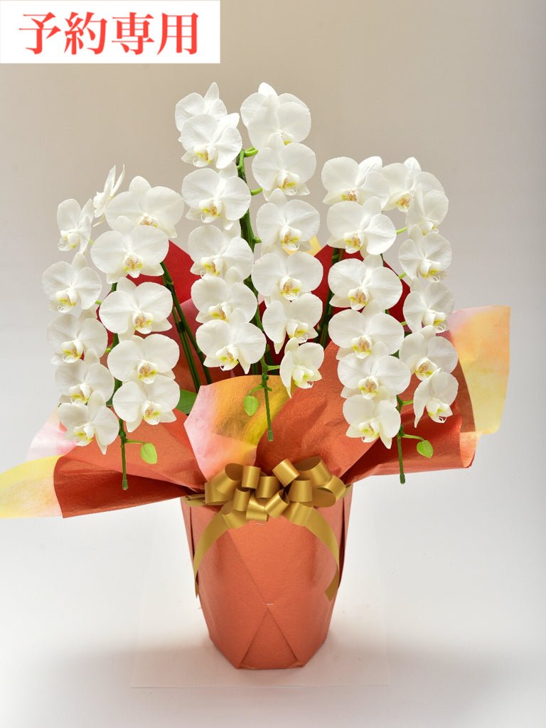 予約】胡蝶蘭 白 3本立（高さ 約65cm × 幅 約38cm）