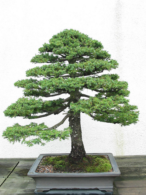 直幹 | 盆栽ジャーナル