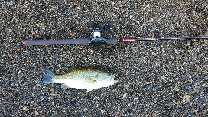 ハートランド疾風七伍インプレ | バス釣り初心者ブログ