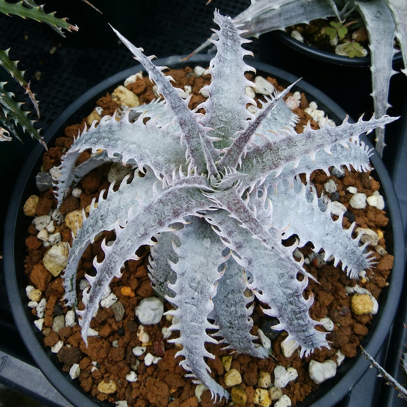 ディッキア成長記録：Dyckia 'Dragon Bone' x marnier-lapostollei