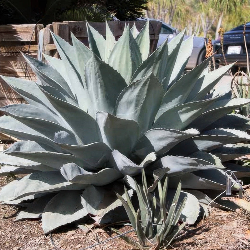 Agave ovatifolia 'Oregon Blue' Century Plant - COLD HARDY