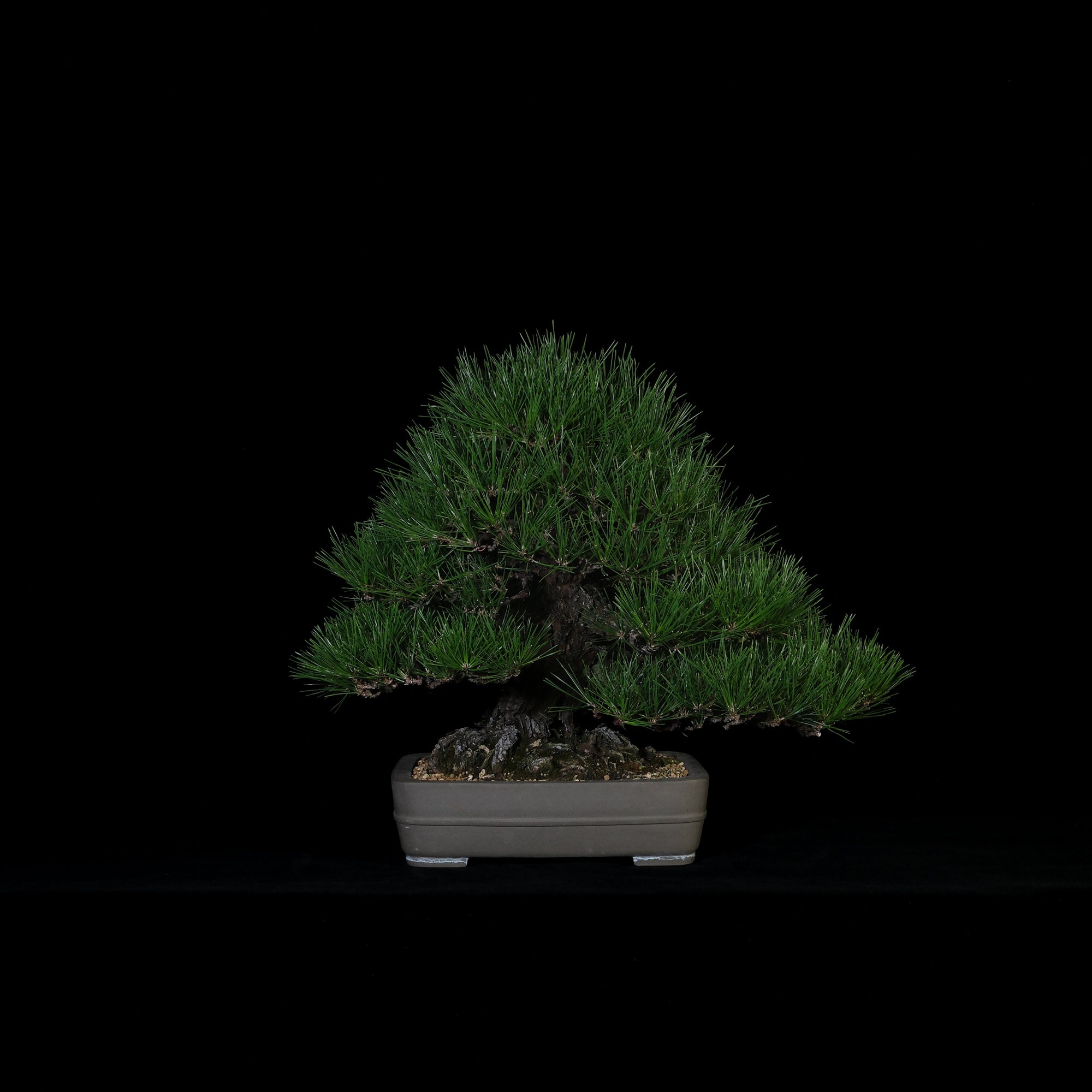 Japanese Black Pine Bonsai | 日本三河黑松盆景| 25BP011 – epilogue