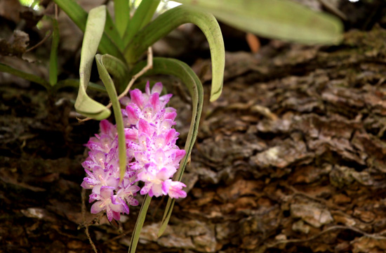 ミャンマーの野生ラン Wild orchids in myanmar