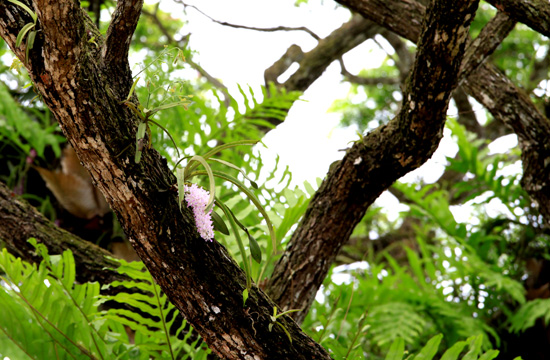 ミャンマーの野生ラン Wild orchids in myanmar