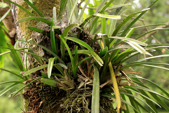 ミャンマーの野生ラン Wild orchids in myanmar
