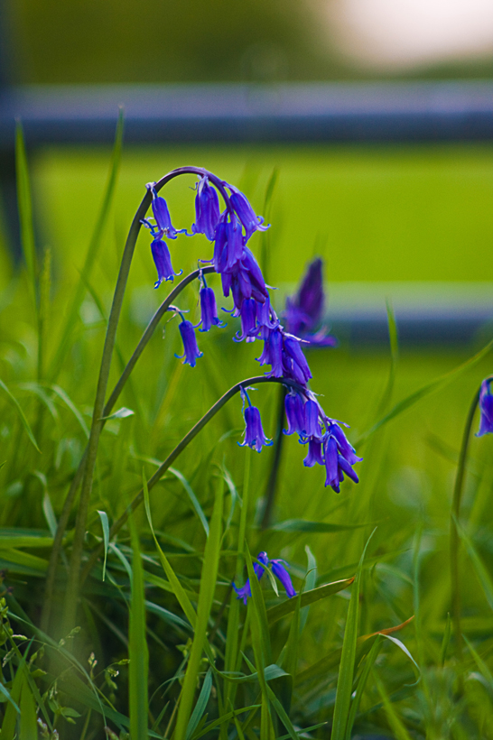 Chinon 135mm F2.8 (M42 mount)