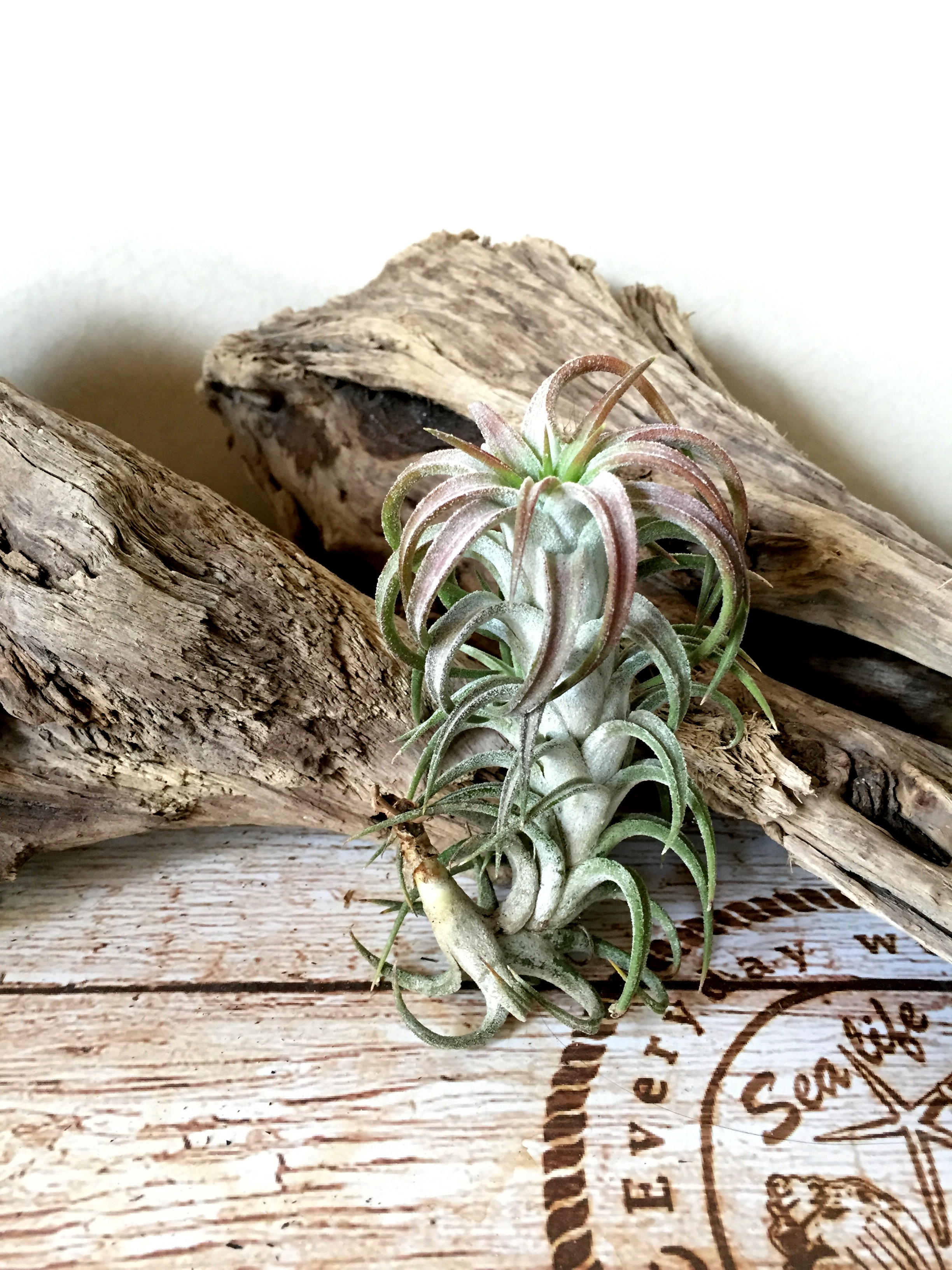 チランジア・イオナンタ・バンハイニギー Tillandsia ionantha var