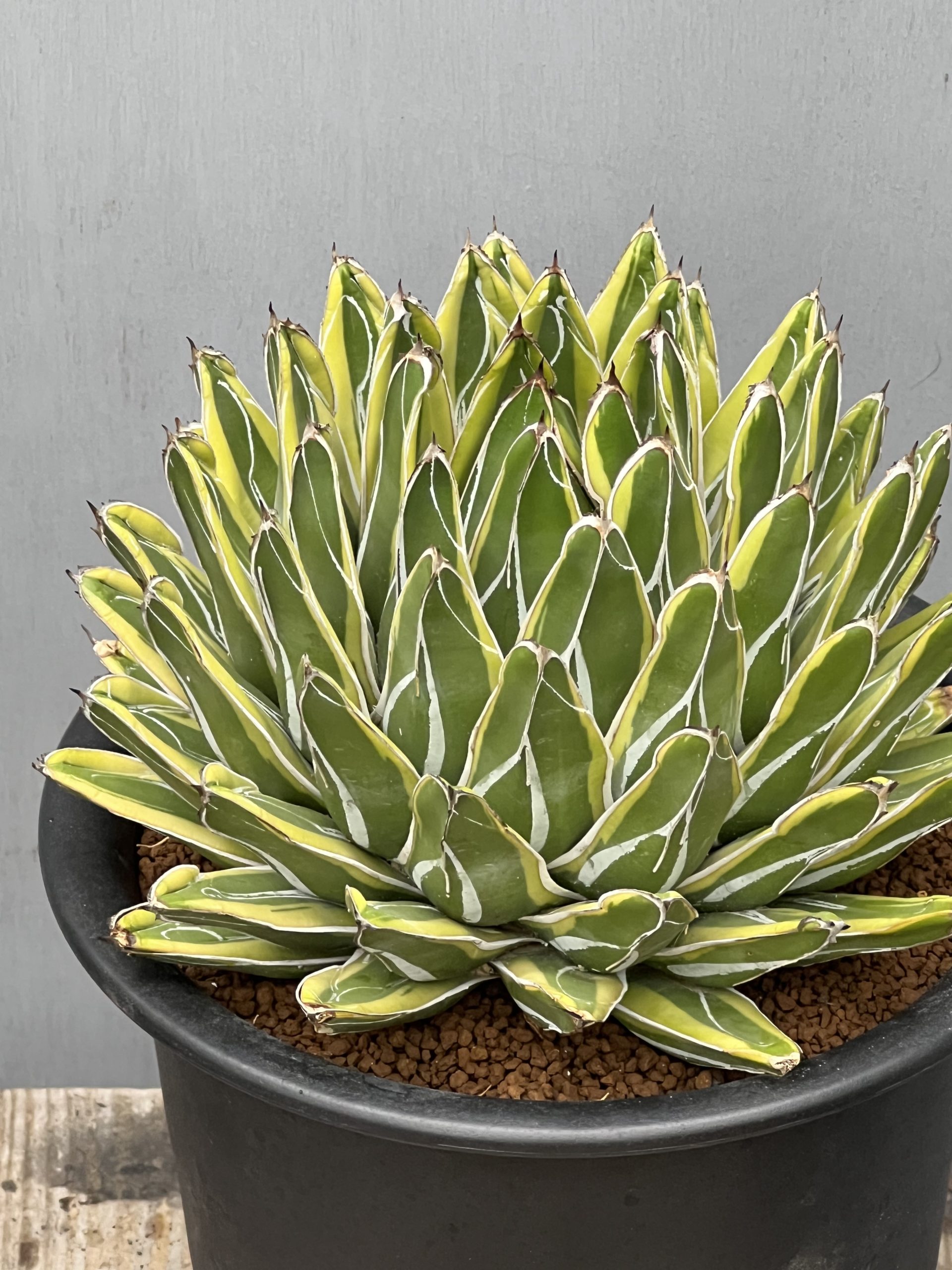 ON THE PLANTS Vol.6 速報第2弾‼ – 【公式】花伝 | 福岡県久留米市の園芸店