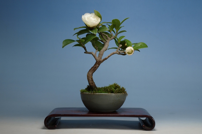 サザンカ | 小品盆栽てのり樹工房