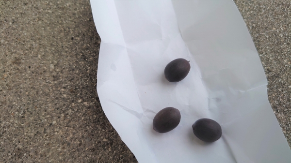 大賀（おおが）ハスの種 | どんぐりブログ