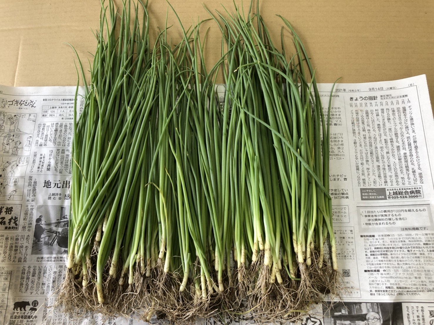 こだわりの玉ねぎ苗