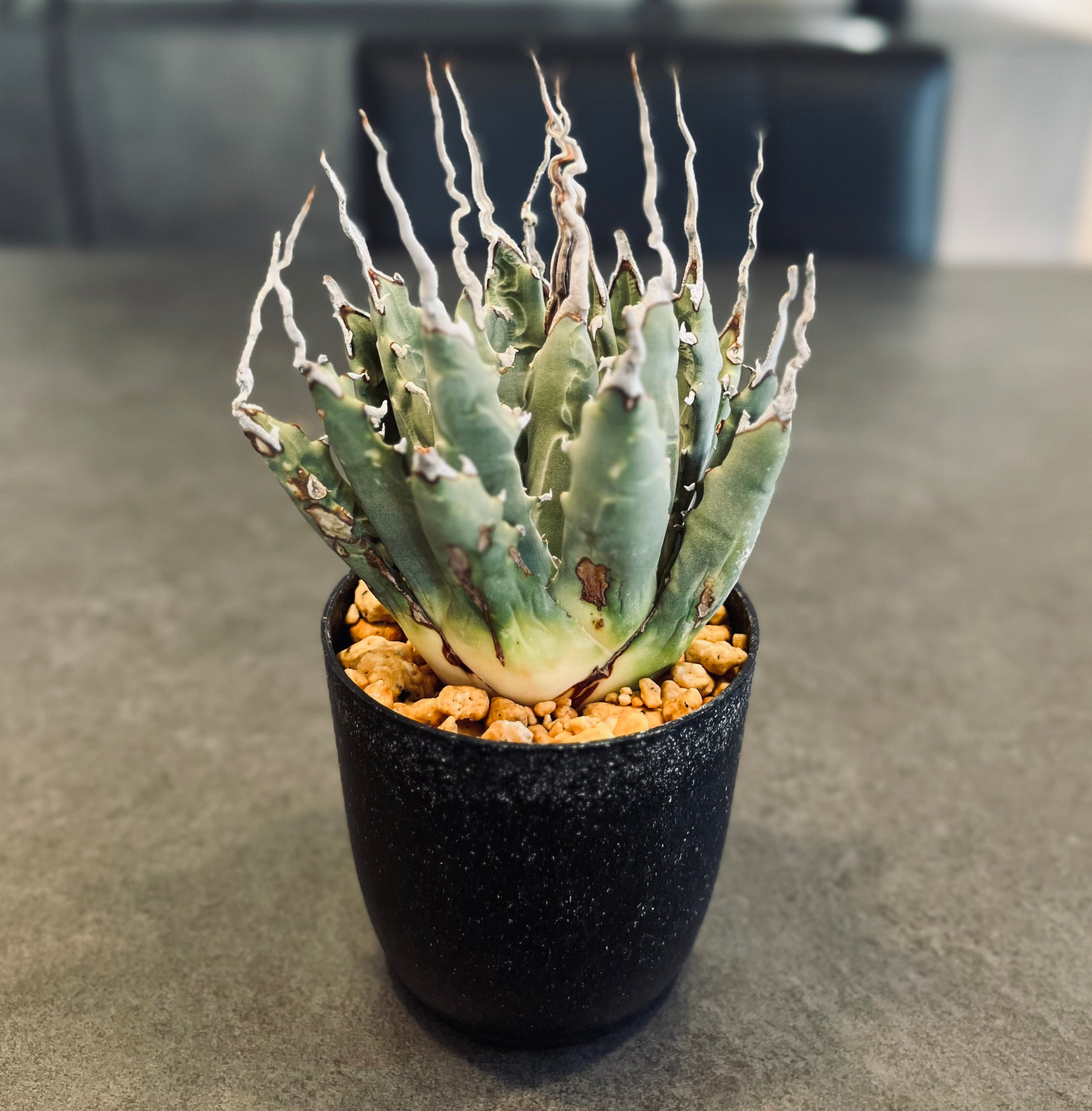 多肉植物】エボリスピナとは？特徴や育て方、おすすめの用土等をご紹介