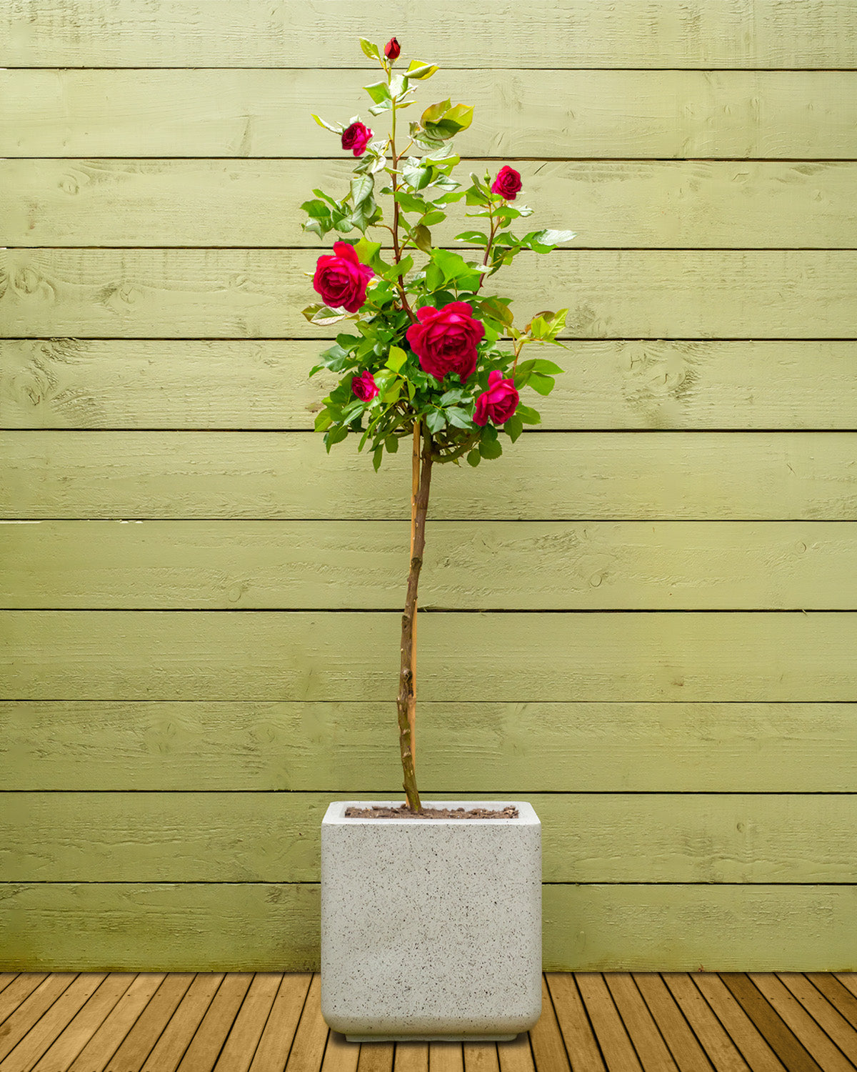 Red Rose | Outdoor Plants | Prickle Plants