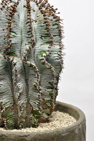 白衣ホリダ | 叢 – くさむら – Qusamura