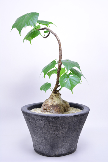 フィルミアナ コロラータ | 叢 – くさむら – Qusamura