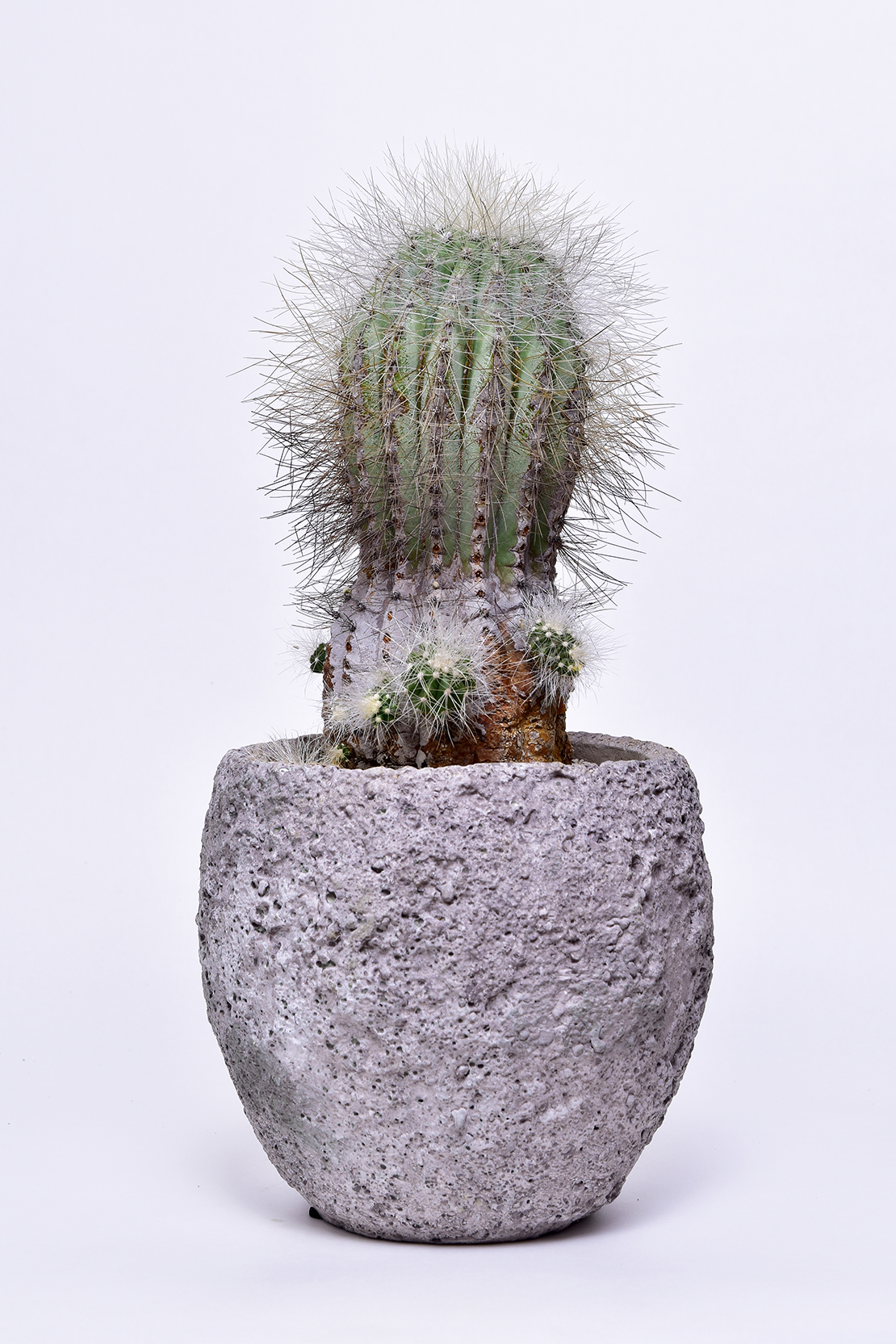 コピアポア 雷血丸 | 叢 – くさむら – Qusamura