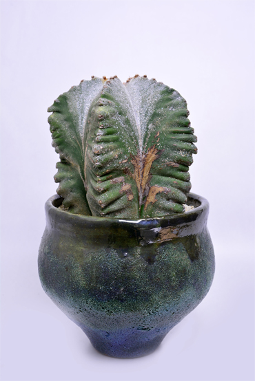 アストロフィツム 肋骨鸞鳳玉 | 叢 – くさむら – Qusamura