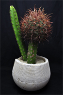 アストロフィツム 王冠瑠璃兜 | 叢 – くさむら – Qusamura