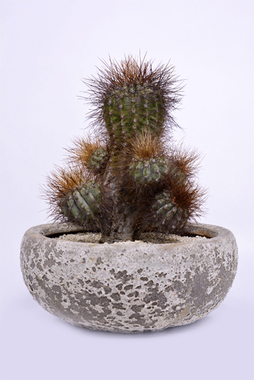 コピアポア 雷血丸 | 叢 – くさむら – Qusamura