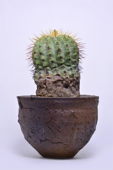 コピアポア 逆鱗丸 | 叢 – くさむら – Qusamura