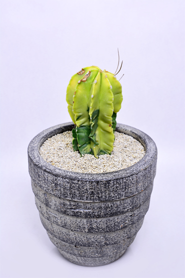 アストロフィツム 水牛大鳳玉錦 | 叢 – くさむら – Qusamura