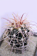 フェロカクタス 白鳥丸 | 叢 – くさむら – Qusamura