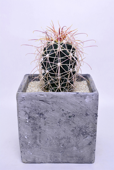 フェロカクタス 白鳥丸 | 叢 – くさむら – Qusamura