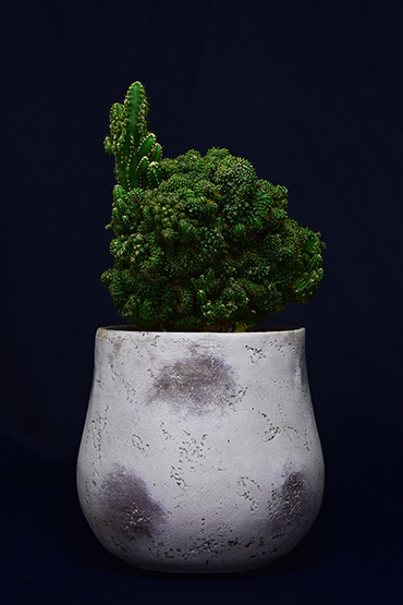 セレウス sp.モンストローサ | 叢 – くさむら – Qusamura