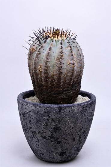 コピアポア 黒王丸 | 叢 – くさむら – Qusamura