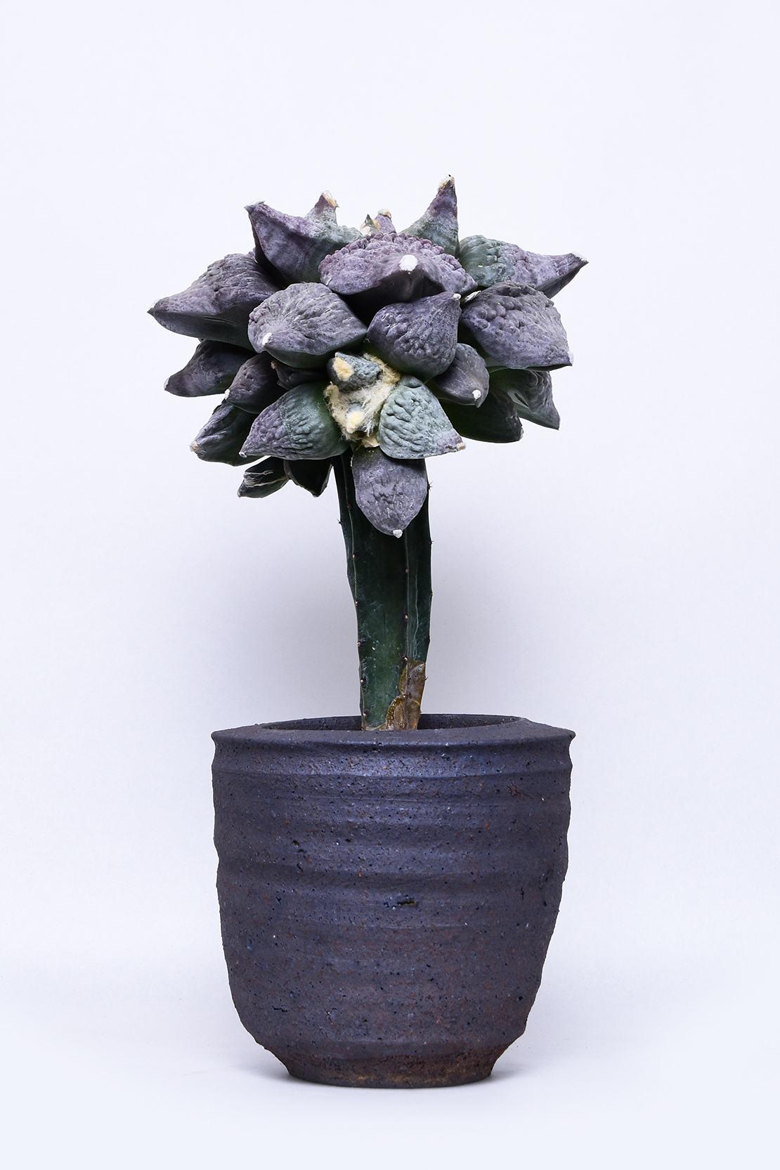 アリオカルプス 青磁牡丹モンストローサ | 叢 – くさむら – Qusamura