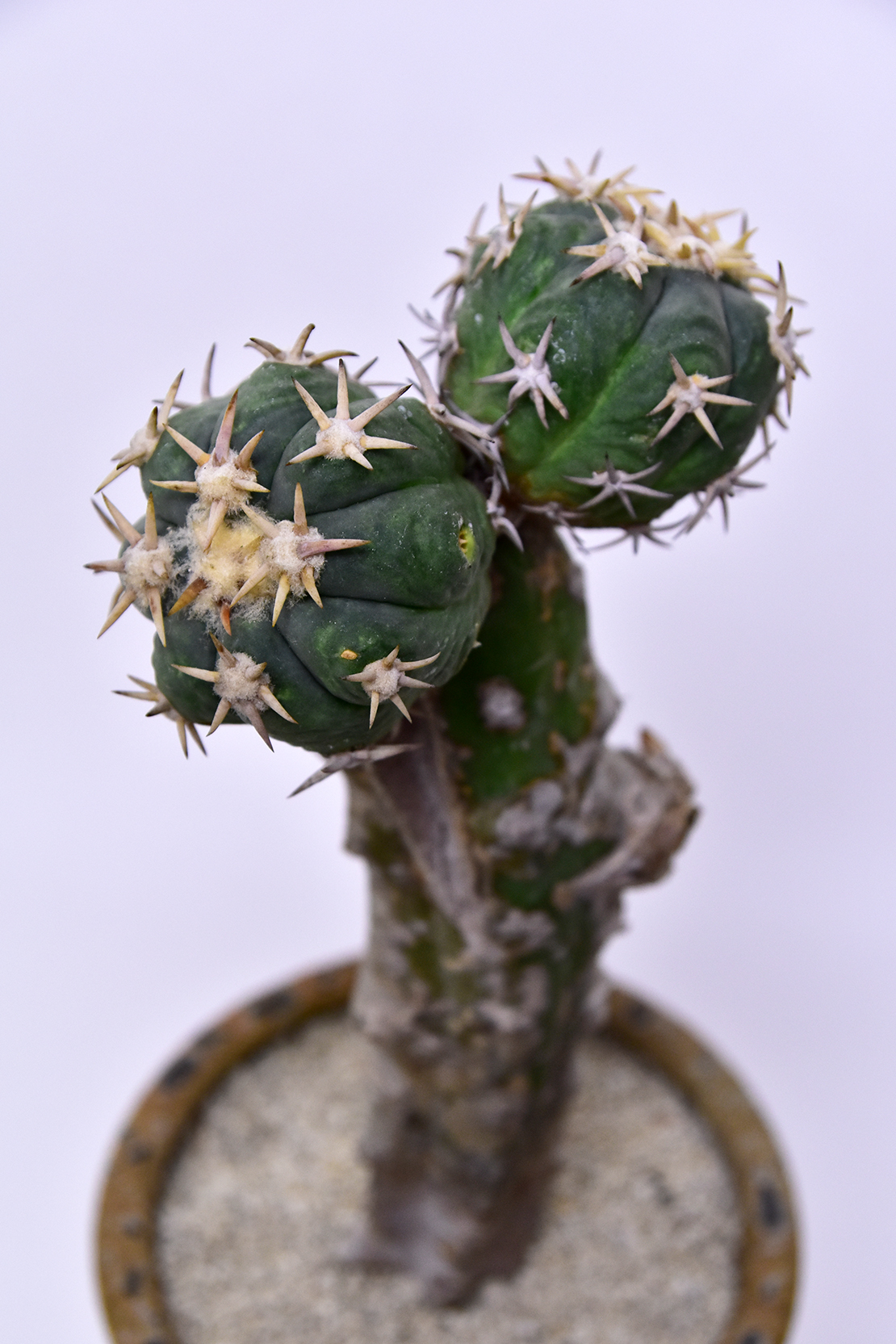 エキノカクタス 白刺翠平丸 | 叢 – くさむら – Qusamura