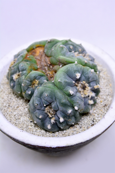 ロホホラ 烏羽玉綴化 | 叢 – くさむら – Qusamura