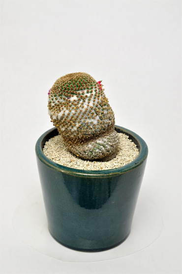 クルシゲラ | 叢 – くさむら – Qusamura