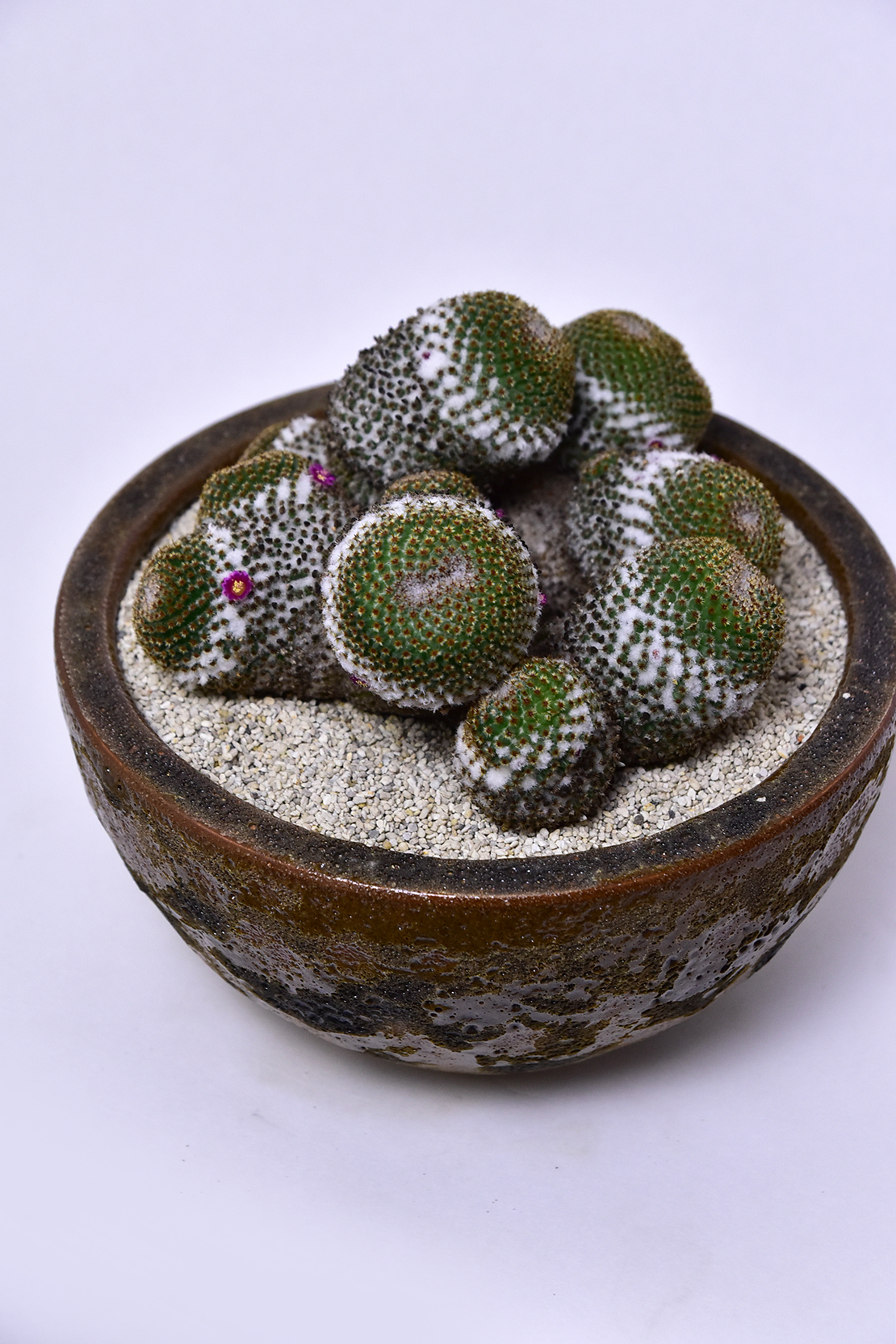 マミラリア クルシゲラ | 叢 – くさむら – Qusamura