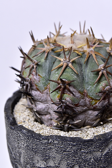 エキノカクタス 白刺翠平丸 | 叢 – くさむら – Qusamura