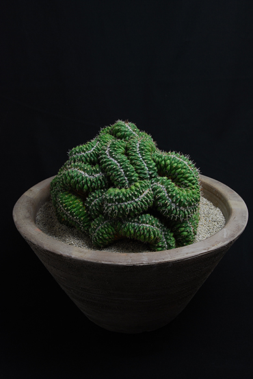 白竜丸綴化 | 叢 – くさむら – Qusamura