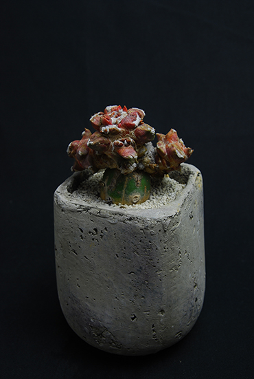 黒牡丹モンストローサ | 叢 – くさむら – Qusamura