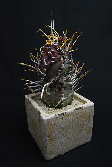 奇巌大鳳玉 | 叢 – くさむら – Qusamura