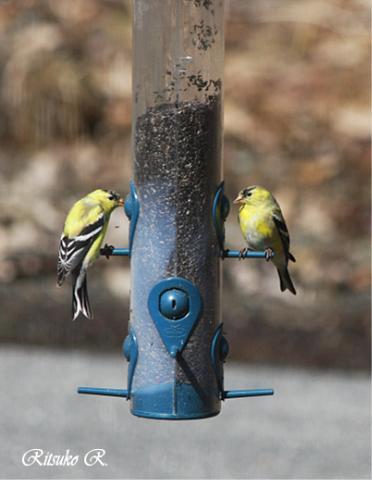 Goldfinch～ゴールドフィンチ | アメリカの田舎暮らし✨バークシャー✨