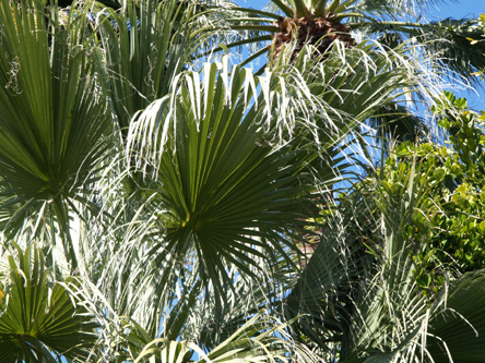 ビロウヤシ Livistona ヤシ科（Arecaceae）