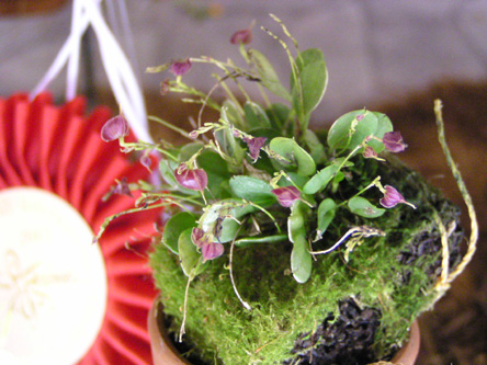 レパンテス Lepanthes Lths.