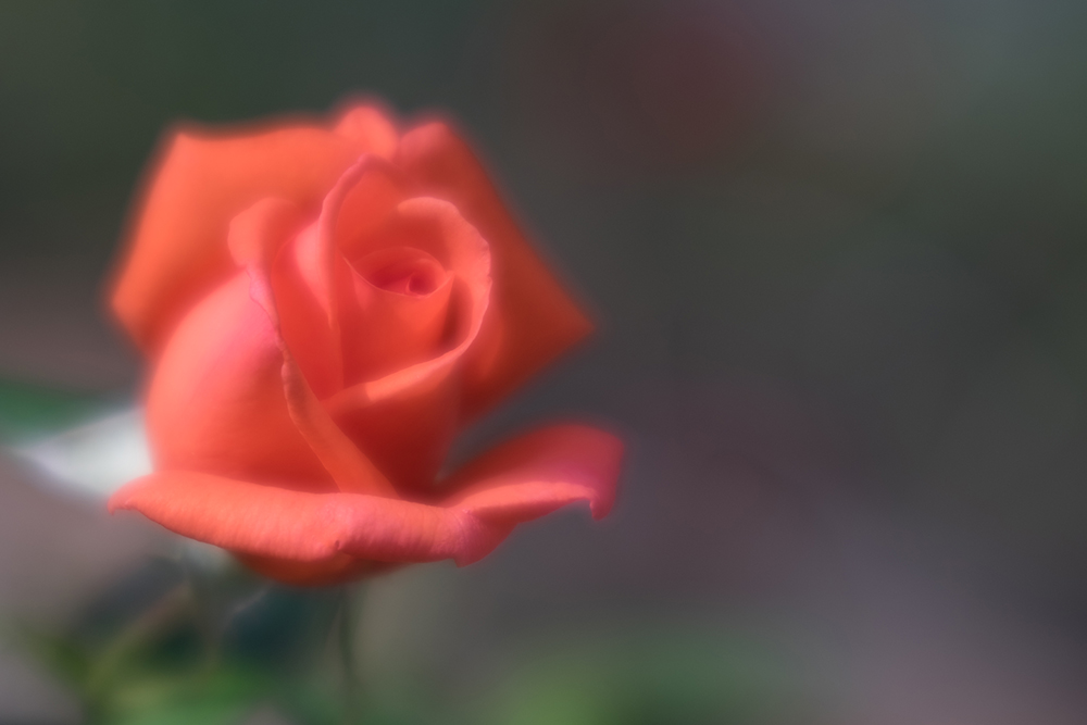 焦点工房 / マウントアダプター専門店