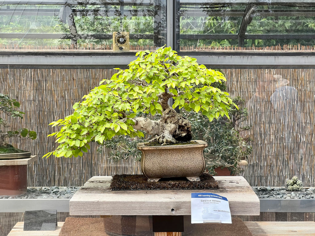 Take a Bonsai Walk on the Wild Side - Denver Botanical Gardens