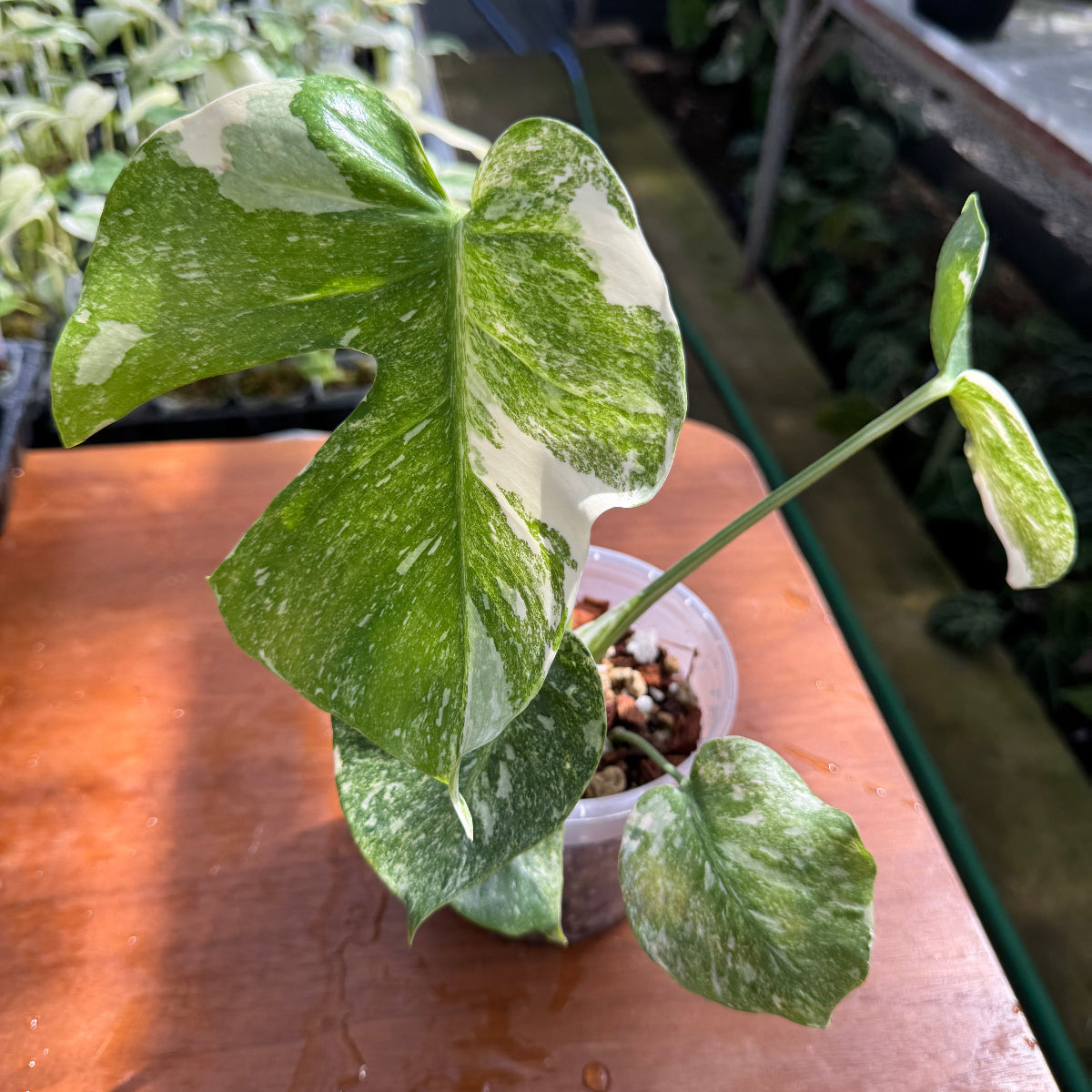 希少】モンステラ デリシオーサ 'タイコンステレーション プラチナム