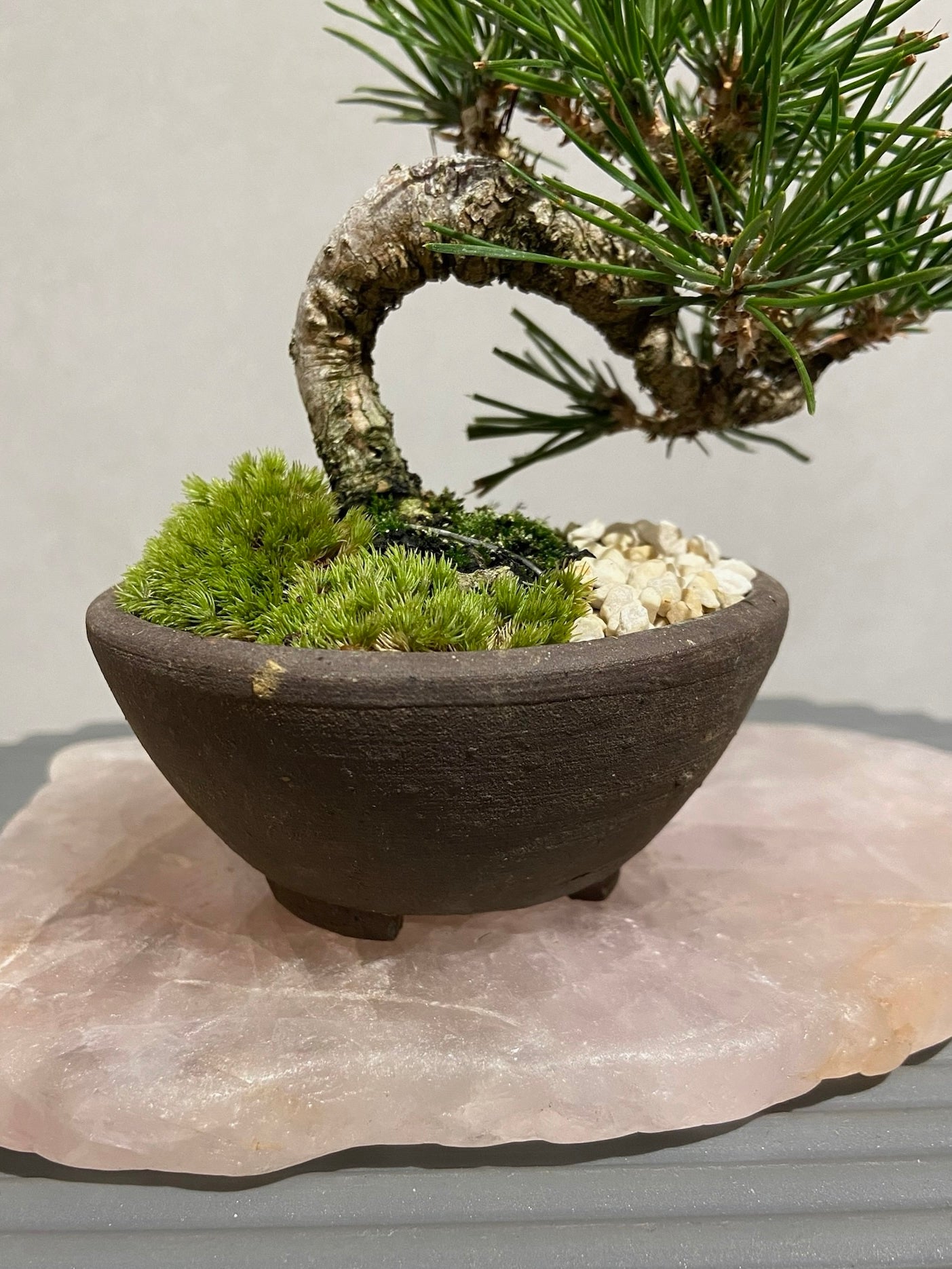 三河黒松盆栽 POT SET – (THISIS)