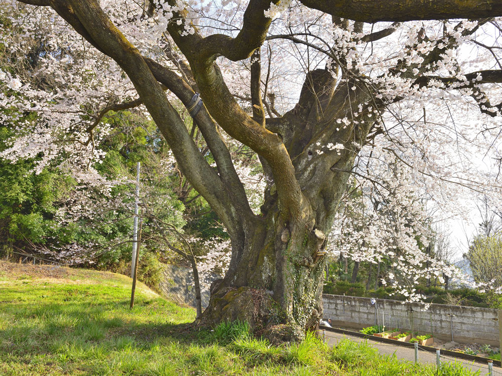 福島県の巨木 弥明の桜