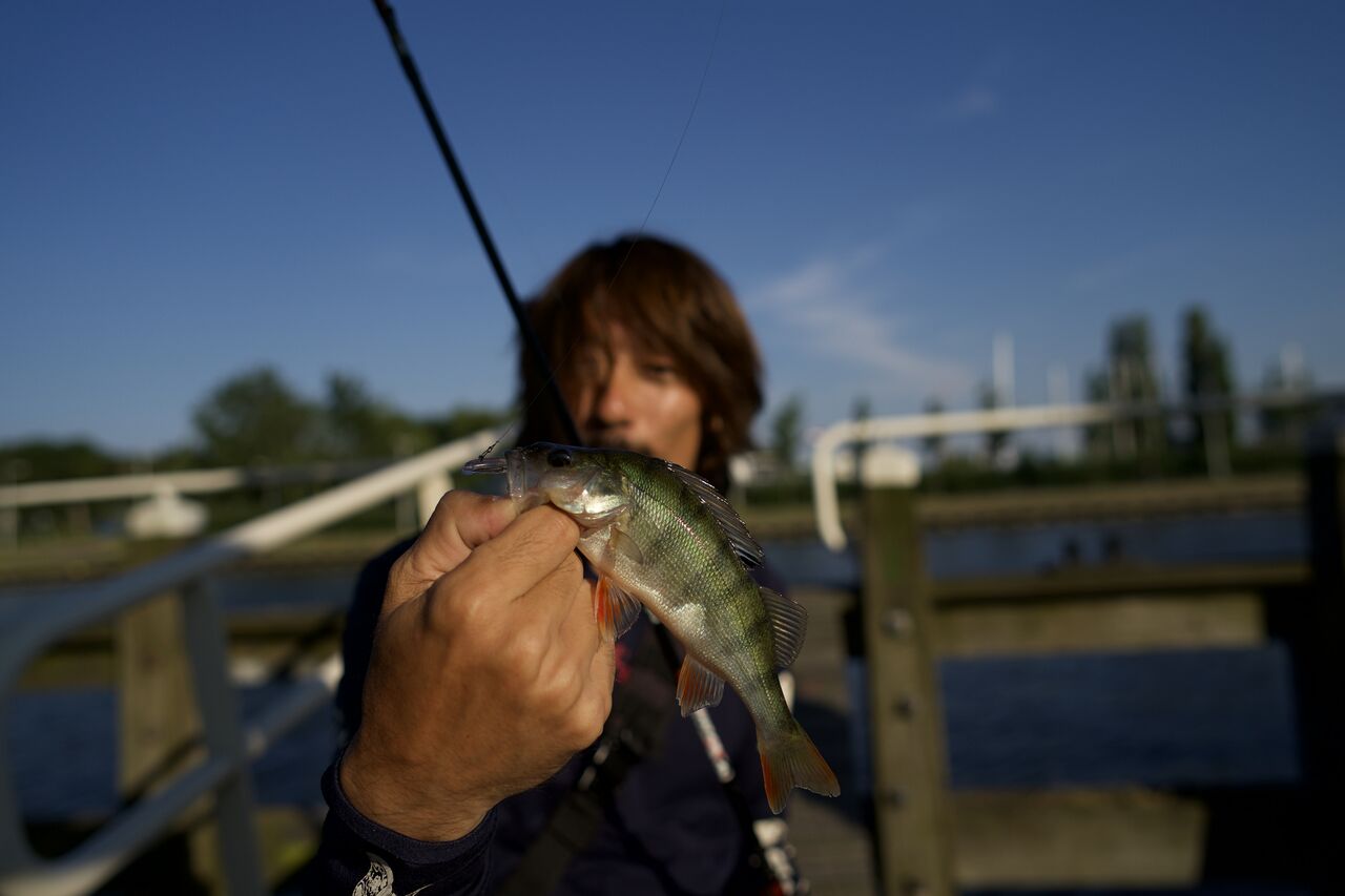 TULALA | Ford every stream | » Flightex Groovy 70S