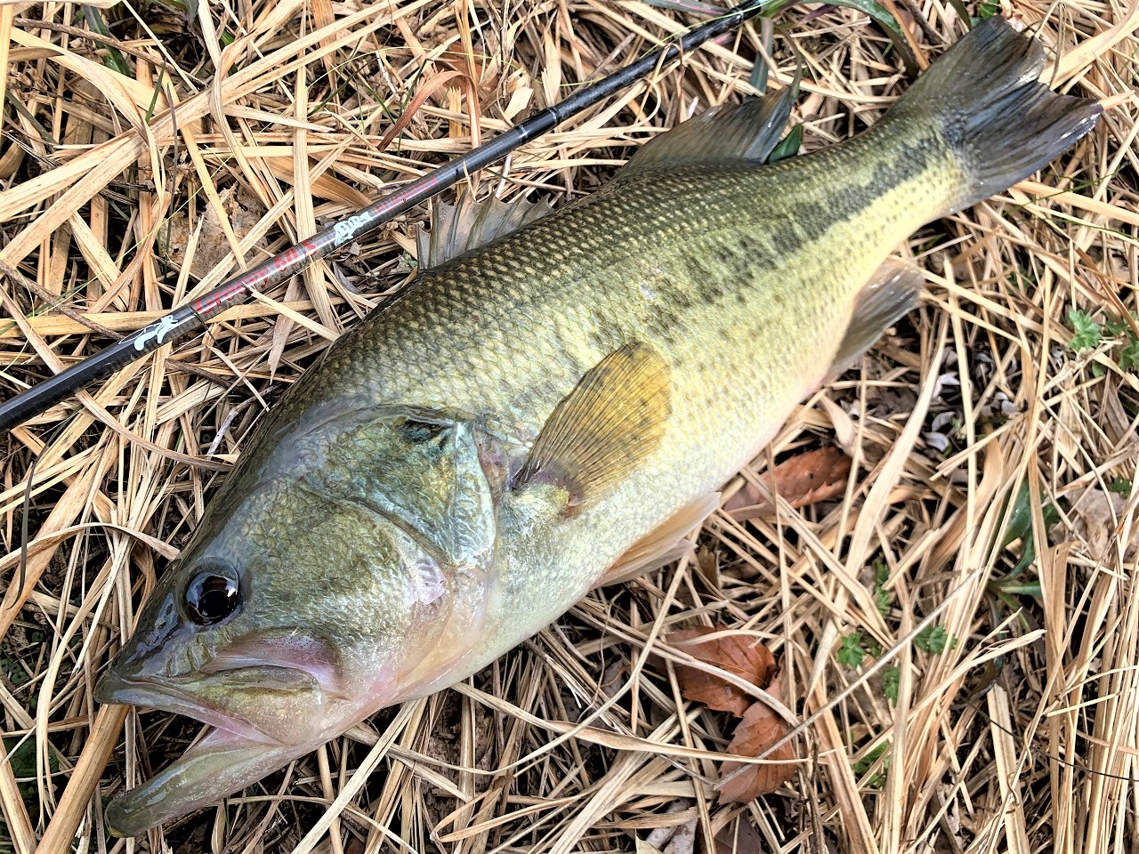 TULALA | Ford every stream | » Flightex Groovy 60S