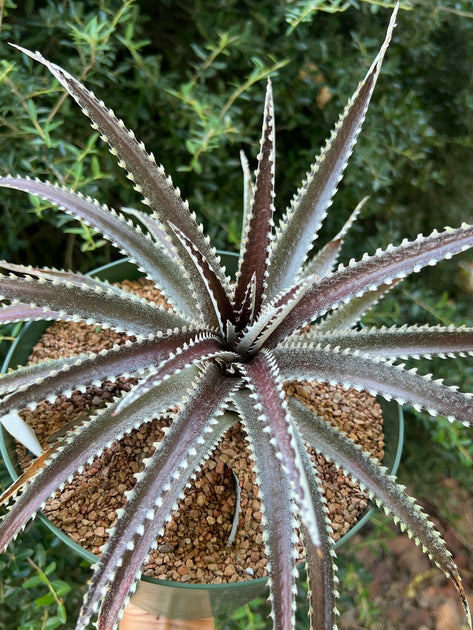 Dyckia 'Arizona' – Tropiflora